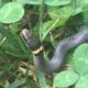 Snakes Alive: An Introduction to Our Native Snakes