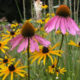 Smart Reasons to Choose Native Plants for Your Garden