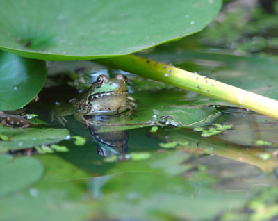 Welcome Frogs into your Garden: Build a Frog Pond - Loudoun