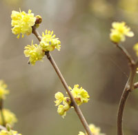 Spicebush flowers