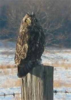 Short-eared Owl