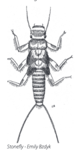 Stonefly drawing