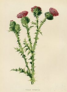 thistle