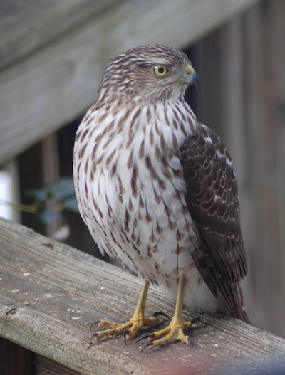 Young Cooper's Hawk on deck