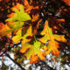 Fall Color Walk at Ball’s Bluff
