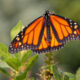 Hope for the Embattled Monarch Butterfly?