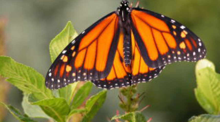Hope for the Embattled Monarch Butterfly?