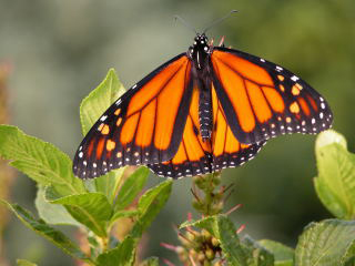 Hope for the Embattled Monarch Butterfly?