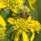 Native Bees: Why They Matter and How to Support Them