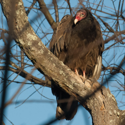 Vultures Myth Buster Loudoun Wildlife Conservancy,Can You Freeze Mushrooms