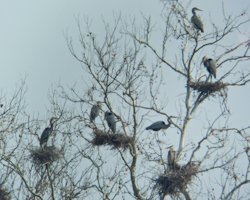 Great Blue Heron rookery