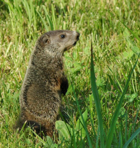 Groundhog standing