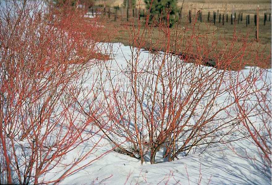 Image of Red twig dogwood branches with snow
