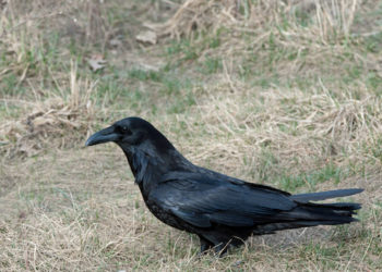 Adult raven at Loudoun Valley High School