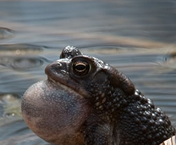 Citizen Science: Amphibian Monitoring