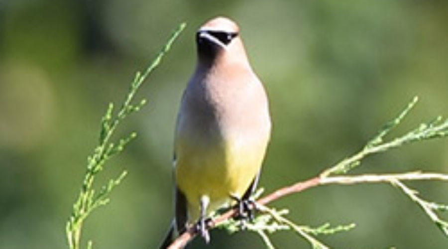 Cedar Waxwing