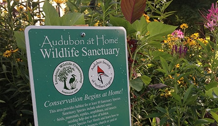 Audubon at Home