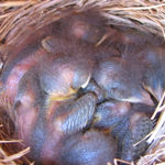 Baby bluebirds