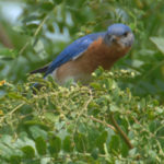 bles-park-bluebird-jun-30-2007-5