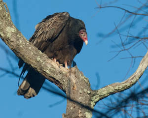 Vultures are not harbingers of death, but partners in cleaning up the  environment, Home and Garden