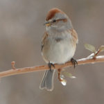 american-tree-sparrow-feb-14-2007-8