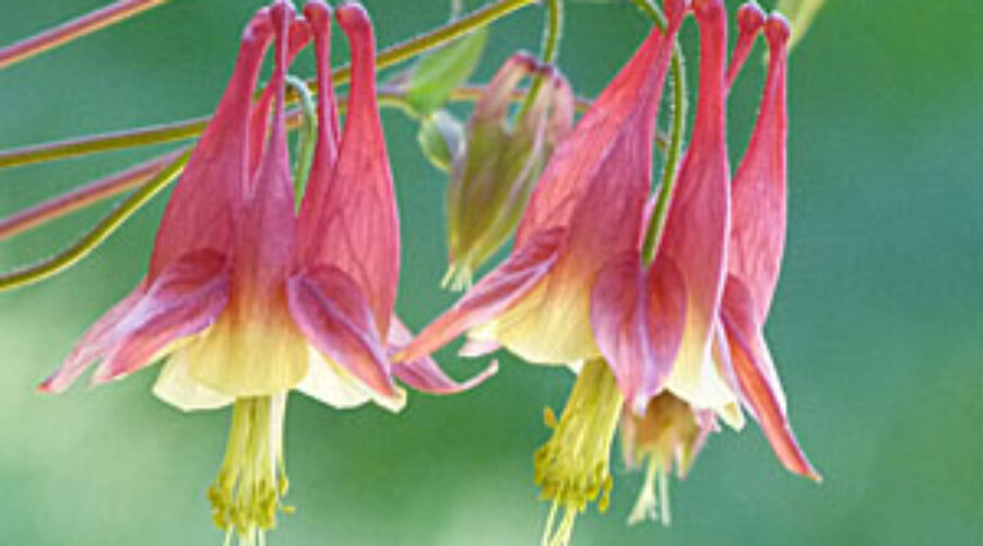 Eastern Red Columbine