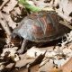 LWC Podcast – Episode 8: Eastern Box Turtles