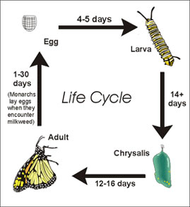 How long is a caterpillar life cycle