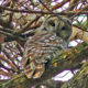 Barred Owl at Bles Park Delights Birders