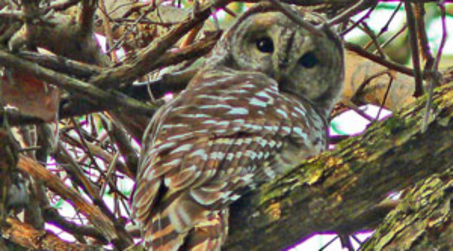 Barred Owl