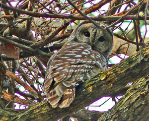 Barred Owl