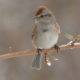 Sparrow Identification Field Trip