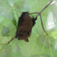Bat Monitoring Finds Eight or More Species at JK Black Oak