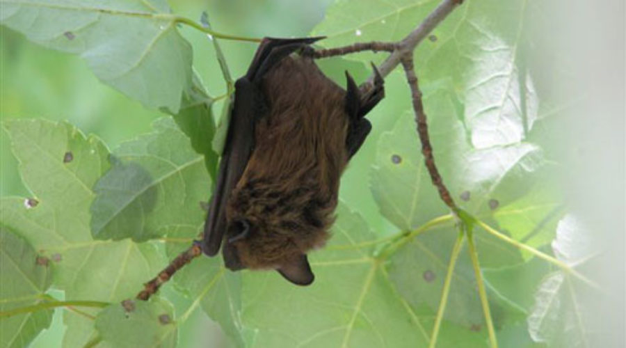 Bat Monitoring Finds Eight or More Species at JK Black Oak