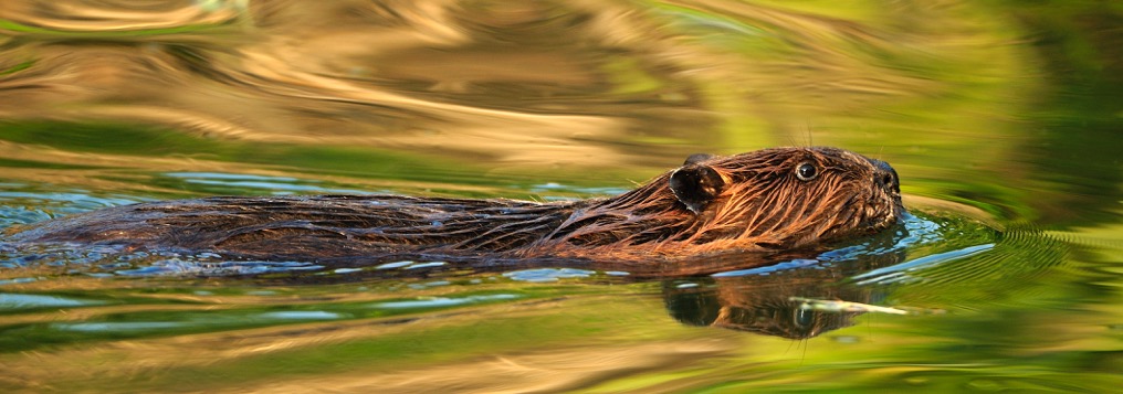 The North American Beaver - Loudoun Wildlife Conservancy