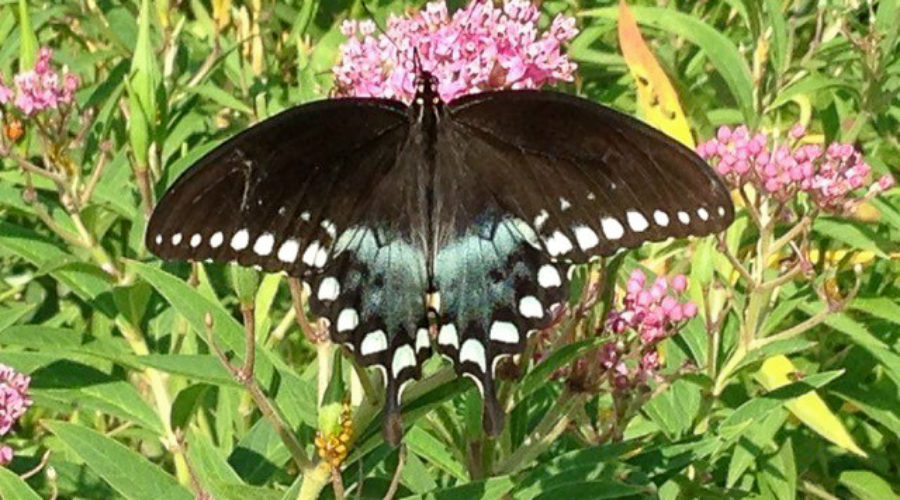 Spicebush Swallowtail.