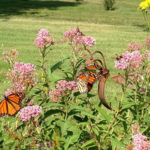 Monarchs on Milkweed