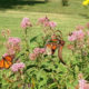 Join Us for the Butterfly Count on August 6