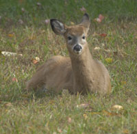 Deer resting on grass
