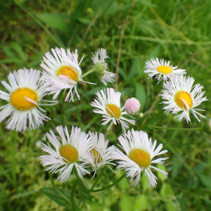 Fall Native Plant Sale - Loudoun Wildlife Conservancy