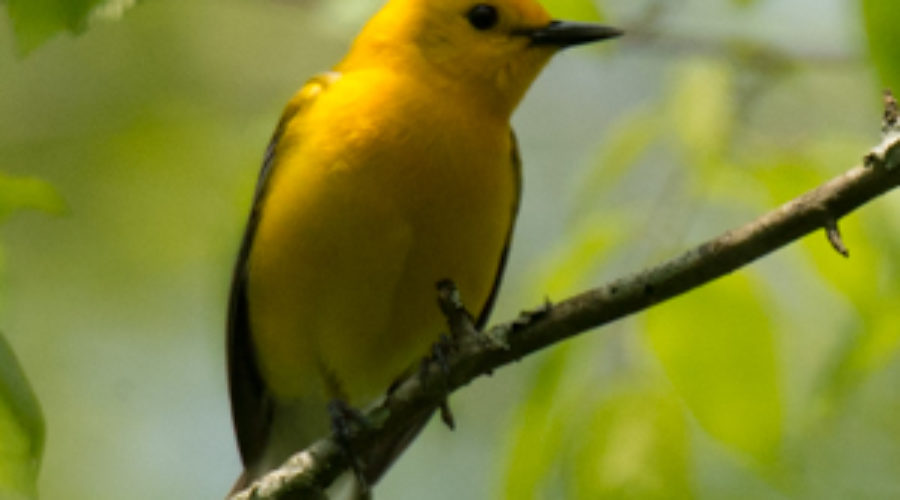 Prothonotary warbler