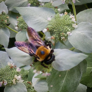 Native bee on Mountain Miint