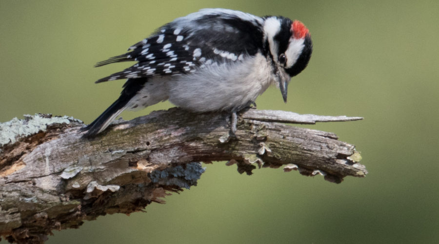 downy woodpecker