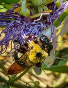 bumble bee on passion flower