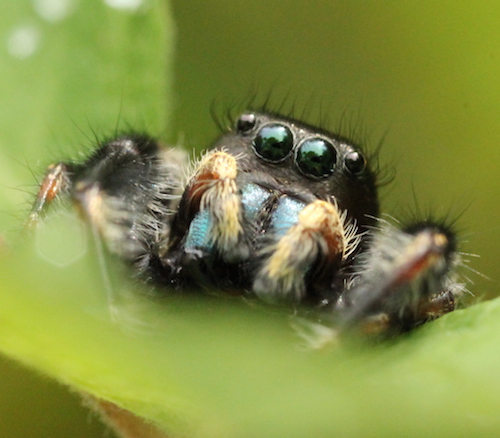 Jumping Spider (Phidippus sp.) about 5 cm long and 1.5 com wide-1 specimen  – Macroscopic Solutions