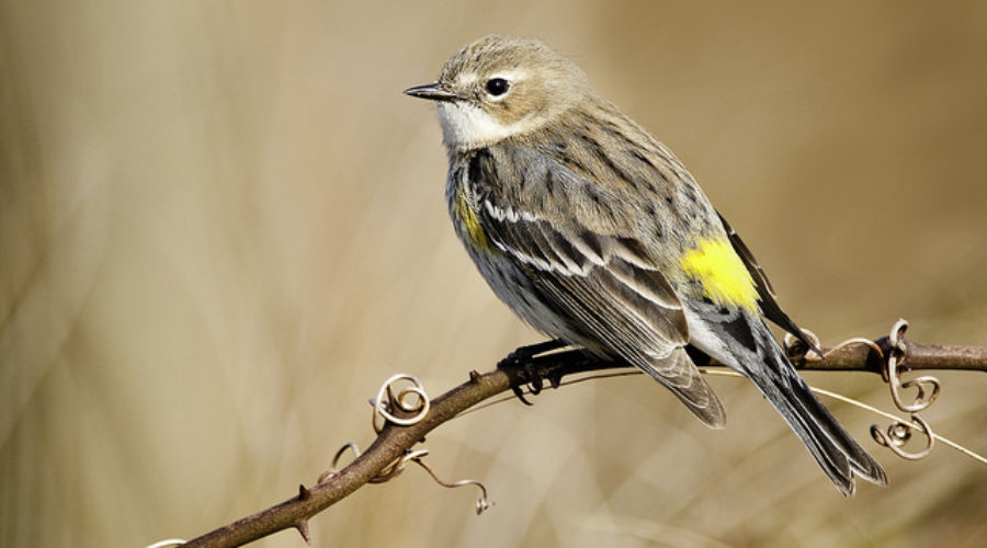 yellow-rumped warbler