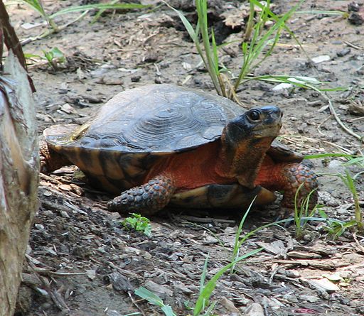 Wood turtle by Tom Ramsay