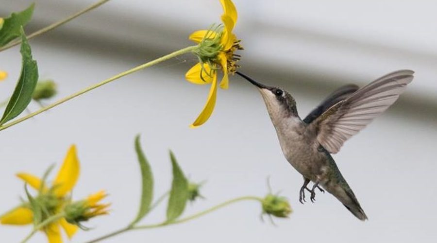 Food for Hummingbirds: Feeders, Flowers, and Bugs