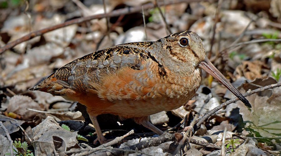Woodcock by Rob Campbell CC BY 2.0