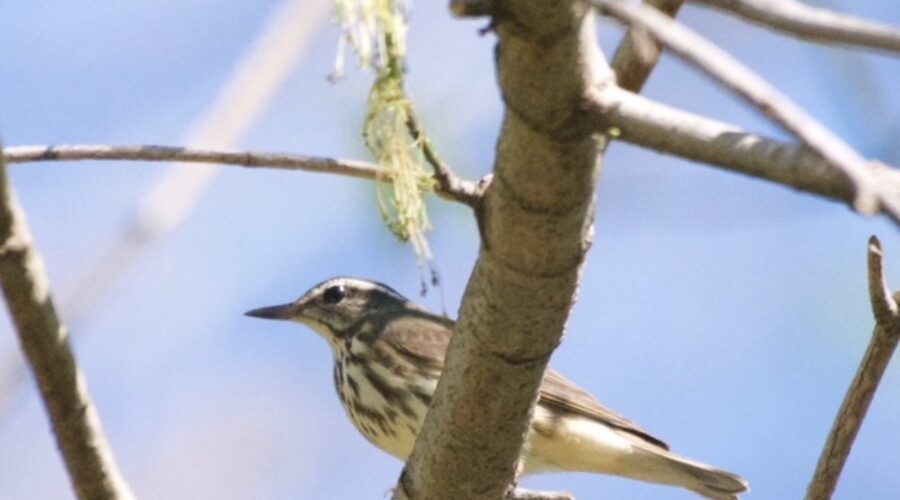 Louisiana Waterthrush